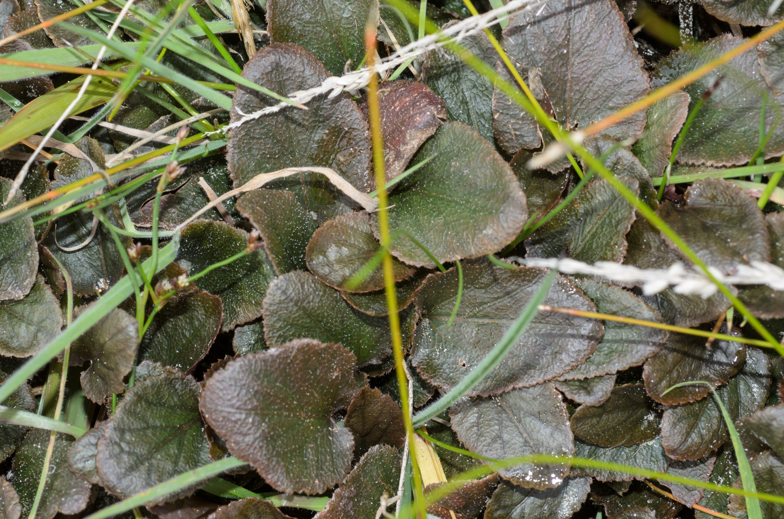 DSC_2054 – Adventure, Bay, Crispin, Gunnera hamiltonii, Island, March 2017, Mason, Mason Bay, National Park, New, New Zealand, Rakiura, South, Stewart, Zealand